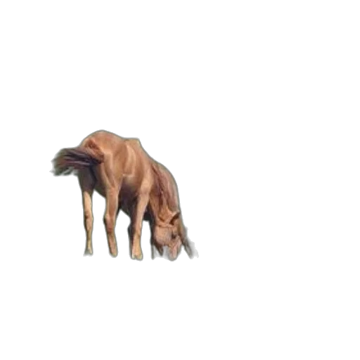 animal, creature, furniture, food transparent PNG cut-out