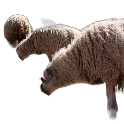 animal, creature, weapon, photorealistic transparent PNG cut-out