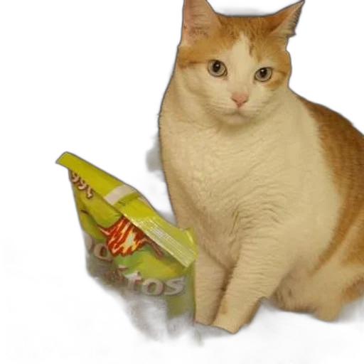 shoes, food, animal, hat transparent PNG cut-out