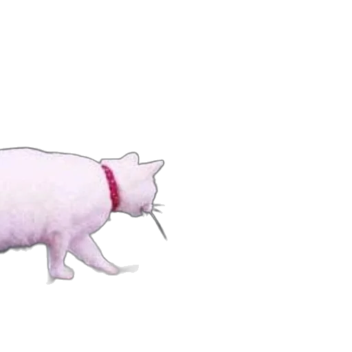 animal, creature, staff, food transparent PNG cut-out