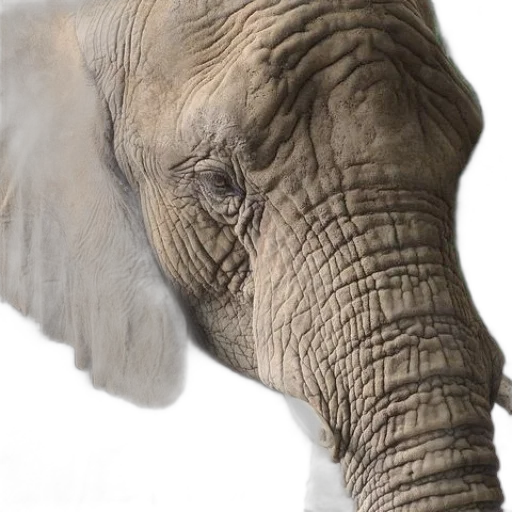 animal, creature, face, staff transparent PNG cut-out