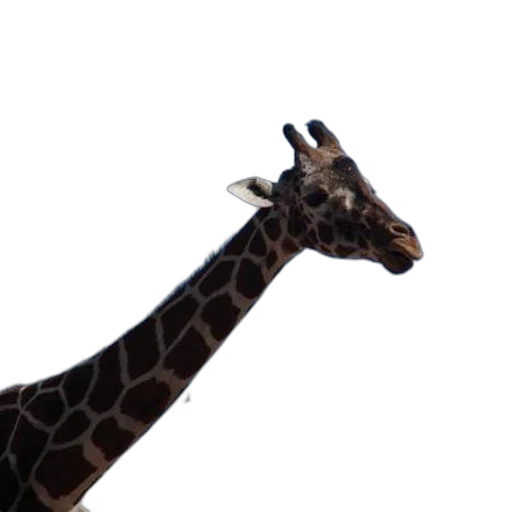 animal, creature, staff, face transparent PNG cut-out