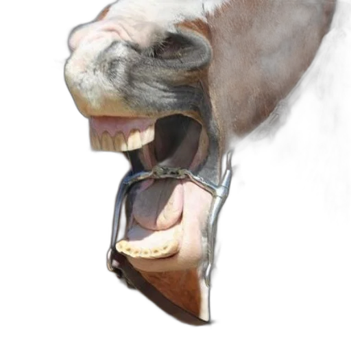 animal, face, mask, creature transparent PNG cut-out
