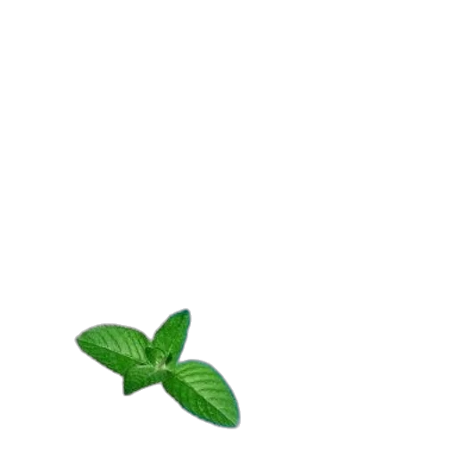 flower, food, weapon, staff transparent PNG cut-out