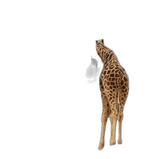 animal, creature, hat, food transparent PNG cut-out