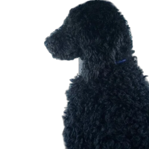 animal, staff, hat, hair transparent PNG cut-out