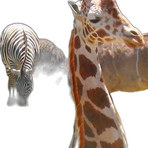 animal, creature, photorealistic, 3d render transparent PNG cut-out