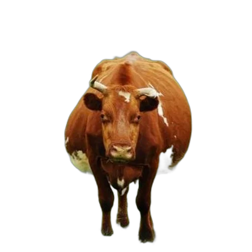 animal, mask, face, crown transparent PNG cut-out