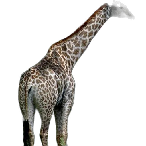 animal, creature, staff, weapon transparent PNG cut-out
