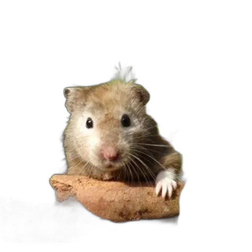 animal, hat, food, creature transparent PNG cut-out