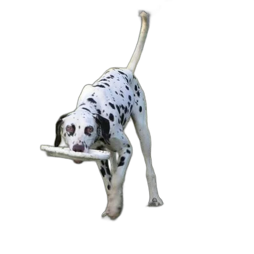 animal, creature, staff, furniture transparent PNG cut-out