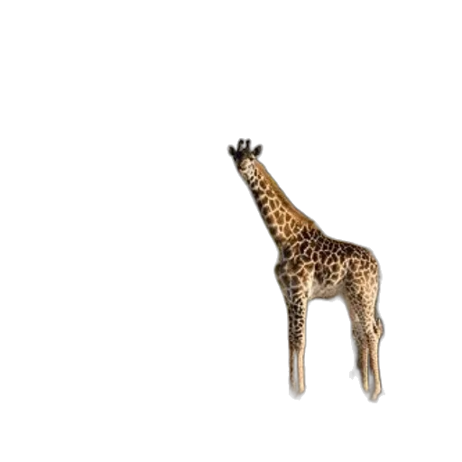 animal, creature, staff, jewelry transparent PNG cut-out