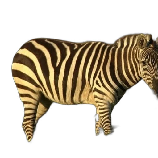 animal, creature, food, staff transparent PNG cut-out