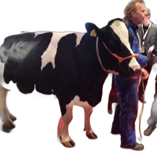 animal, black, white, cow transparent PNG cut-out