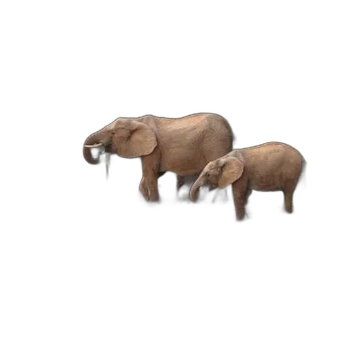 animal, furniture, creature, jewelry transparent PNG cut-out