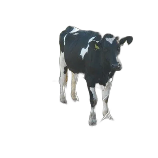 animal, creature, food, robot transparent PNG cut-out
