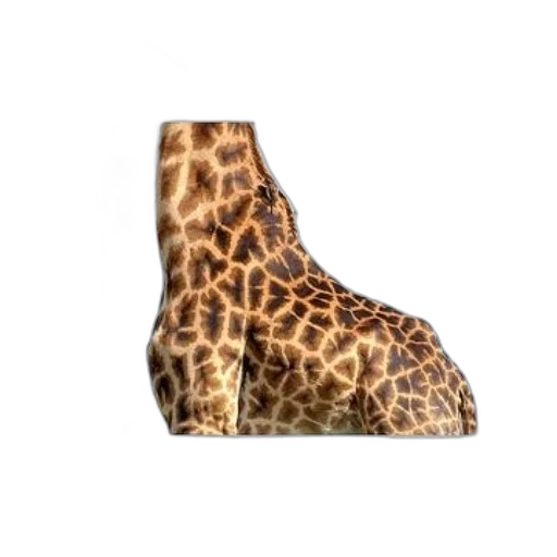 shoes, animal, hat, creature transparent PNG cut-out