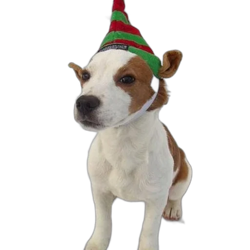 hat, staff, animal, 3d render transparent PNG cut-out