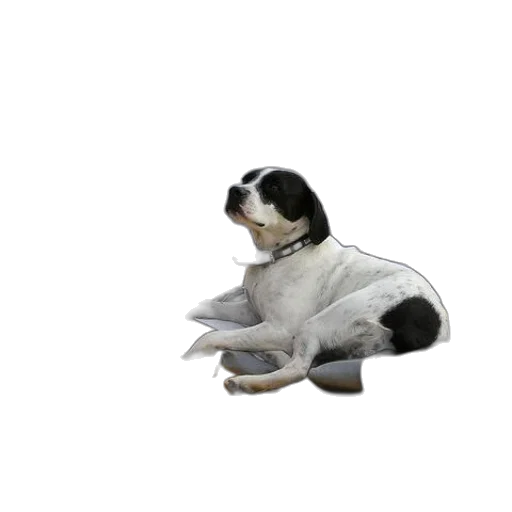 animal, staff, creature, photorealistic transparent PNG cut-out