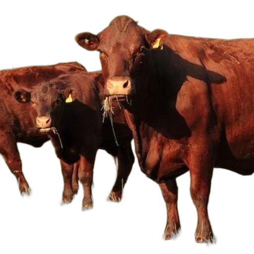 animal, food, jewelry, mask transparent PNG cut-out