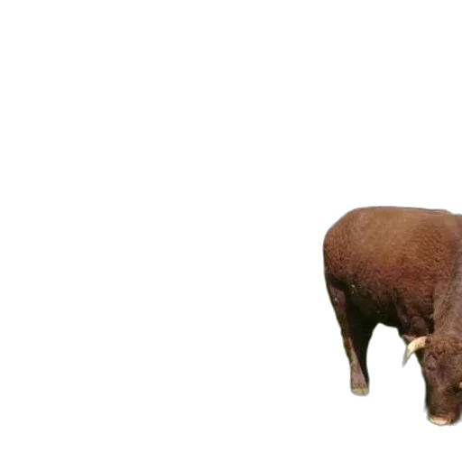 animal, creature, staff, food transparent PNG cut-out