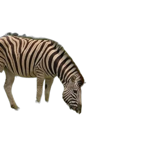 animal, creature, weapon, food transparent PNG cut-out