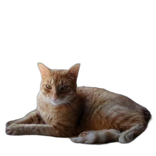 animal, staff, creature, face transparent PNG cut-out