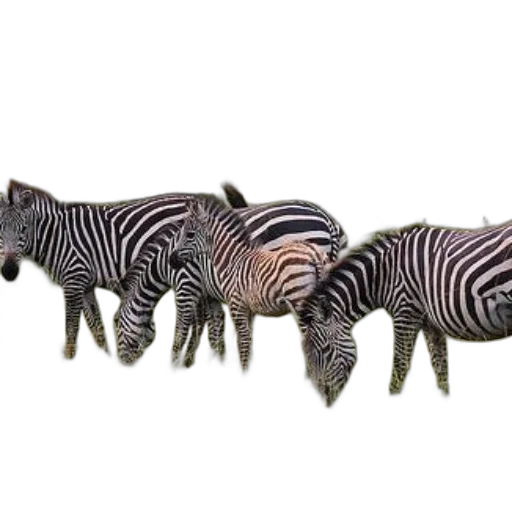 animal, creature, jewelry, staff transparent PNG cut-out