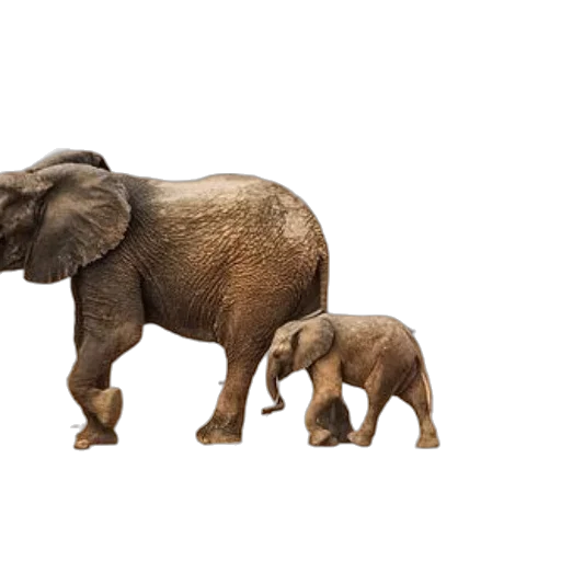 animal, concept art, 3d render, photorealistic transparent PNG cut-out