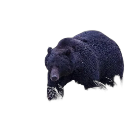 animal, creature, food, hat transparent PNG cut-out
