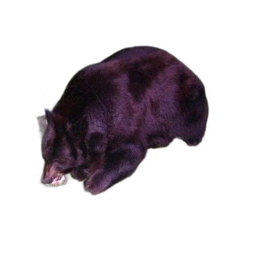 animal, creature, staff, hair transparent PNG cut-out