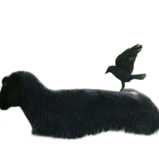 animal, hair, creature, furniture transparent PNG cut-out