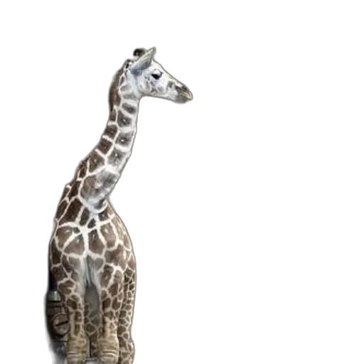 animal, creature, jewelry, staff transparent PNG cut-out