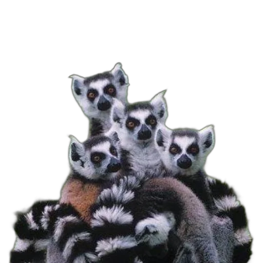 crown, animal, jewelry, jacket transparent PNG cut-out