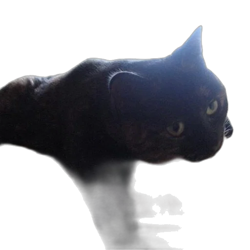 animal, creature, staff, dragon transparent PNG cut-out