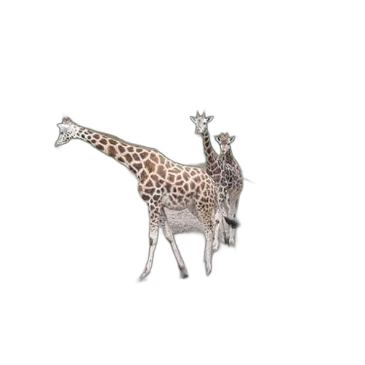 animal, creature, staff, jewelry transparent PNG cut-out