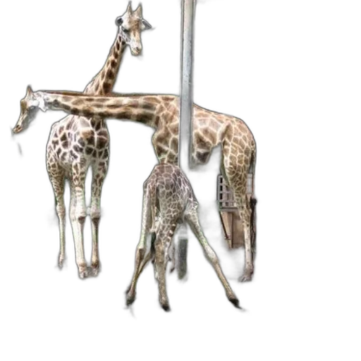 animal, staff, jewelry, weapon transparent PNG cut-out