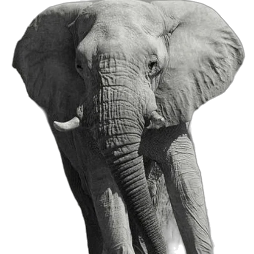 animal, staff, creature, weapon transparent PNG cut-out
