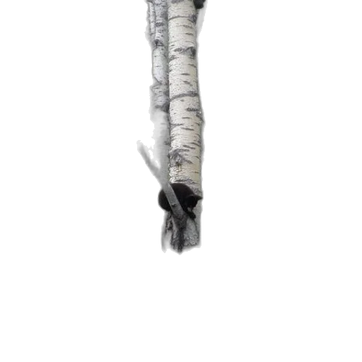 tree, staff, sword, dress transparent PNG cut-out