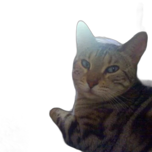 animal, creature, staff, face transparent PNG cut-out