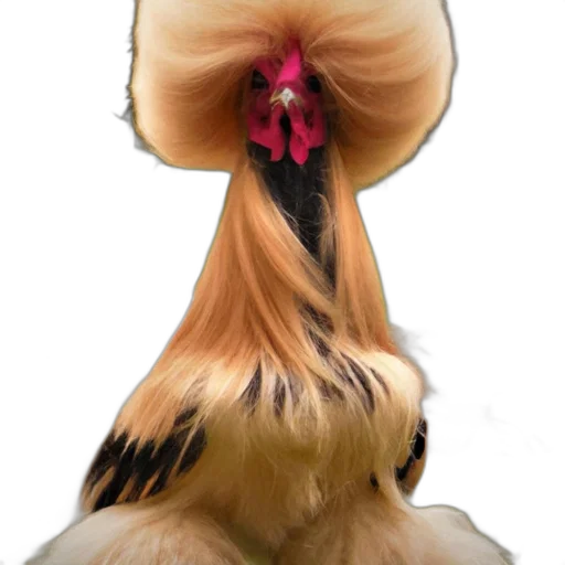 hair, animal, crown, creature transparent PNG cut-out