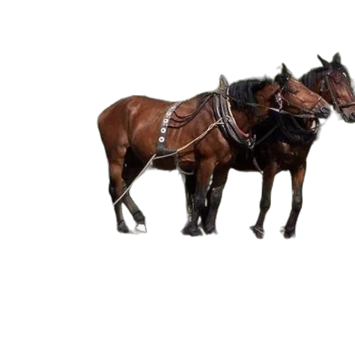 animal, furniture, car, weapon transparent PNG cut-out