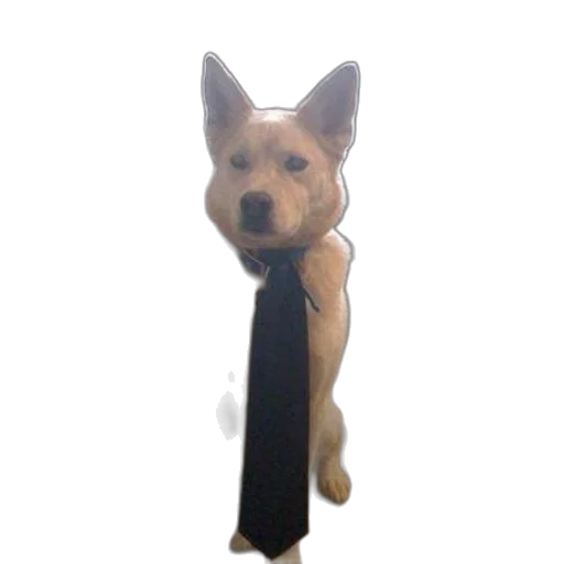 staff, animal, creature, jacket transparent PNG cut-out