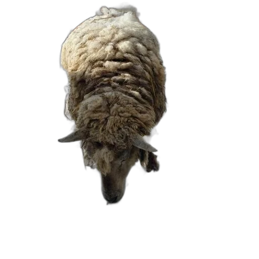 animal, hair, creature, jacket transparent PNG cut-out