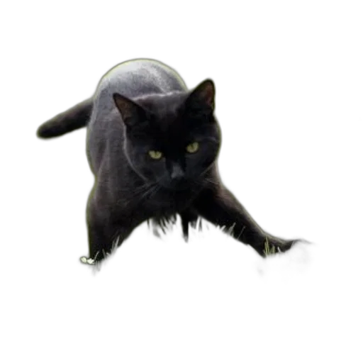 creature, animal, hat, staff transparent PNG cut-out