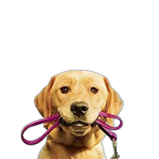 staff, animal, jewelry, face transparent PNG cut-out