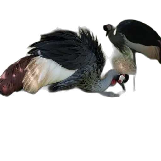 animal, creature, hair, staff transparent PNG cut-out