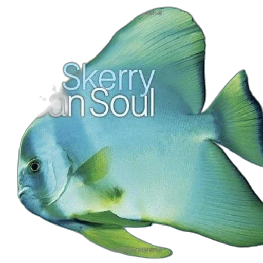 ocean, soul, brian, skerry transparent PNG cut-out