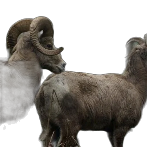 animal, creature, concept art, 3d render transparent PNG cut-out