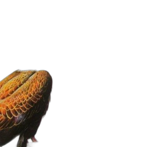 animal, hair, creature, hat transparent PNG cut-out